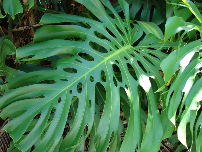 Blad av Monstera deliciosa