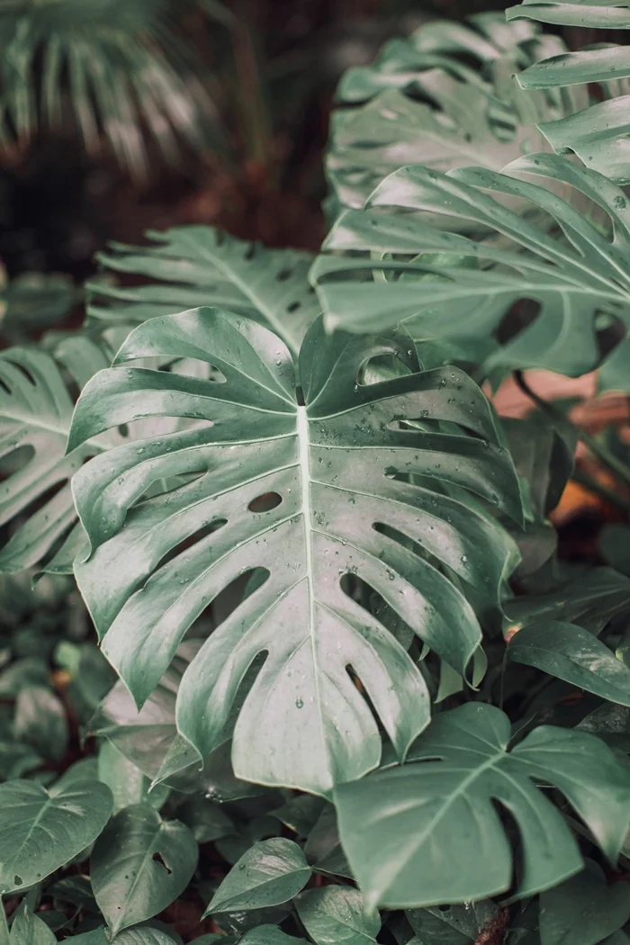 Monstera deliciosa