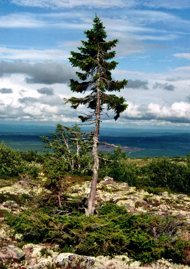 Det gamla Tjikko