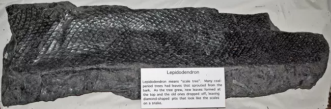 Fossil av en lepidodendron